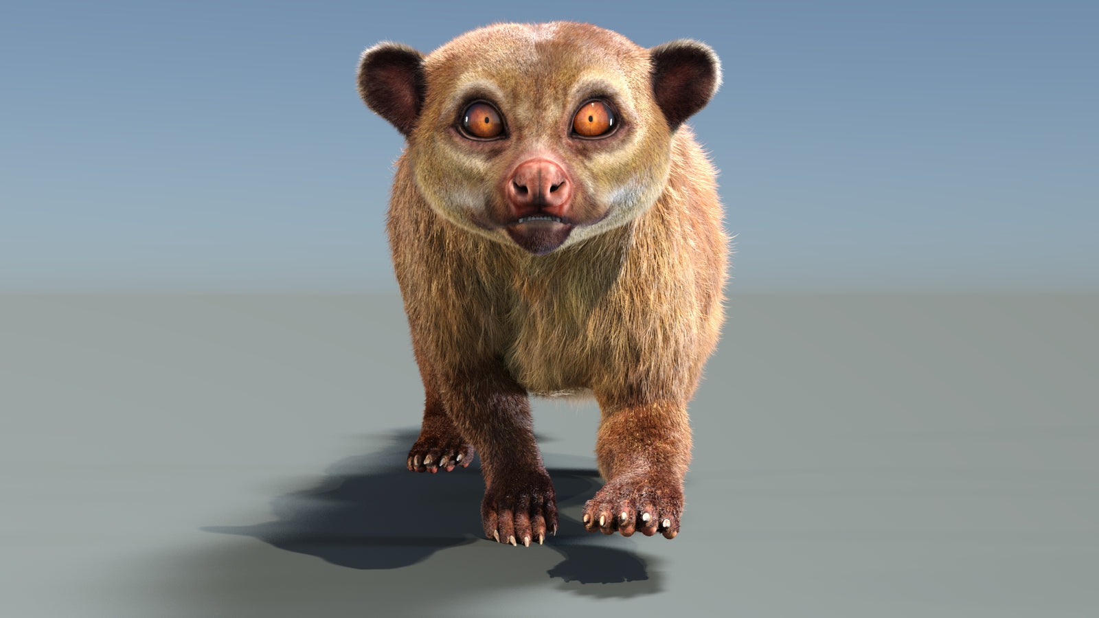 Animated Kinkajou 3D Model Fur 360° view 3 frame 31