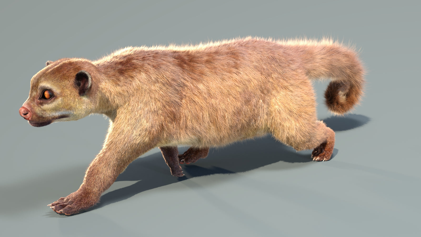 Animated Kinkajou 3D Model Fur 360° view 4 frame 34