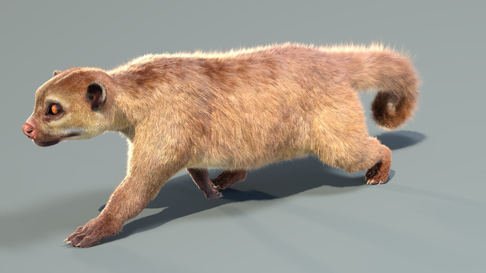 Animated Kinkajou 3D Model Fur 360° view 4 frame 35