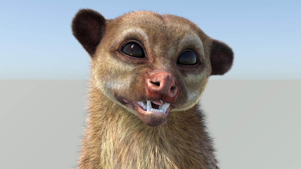 Animated Kinkajou 3D Model - Hair and Fur | Advanced - 360 Degree View