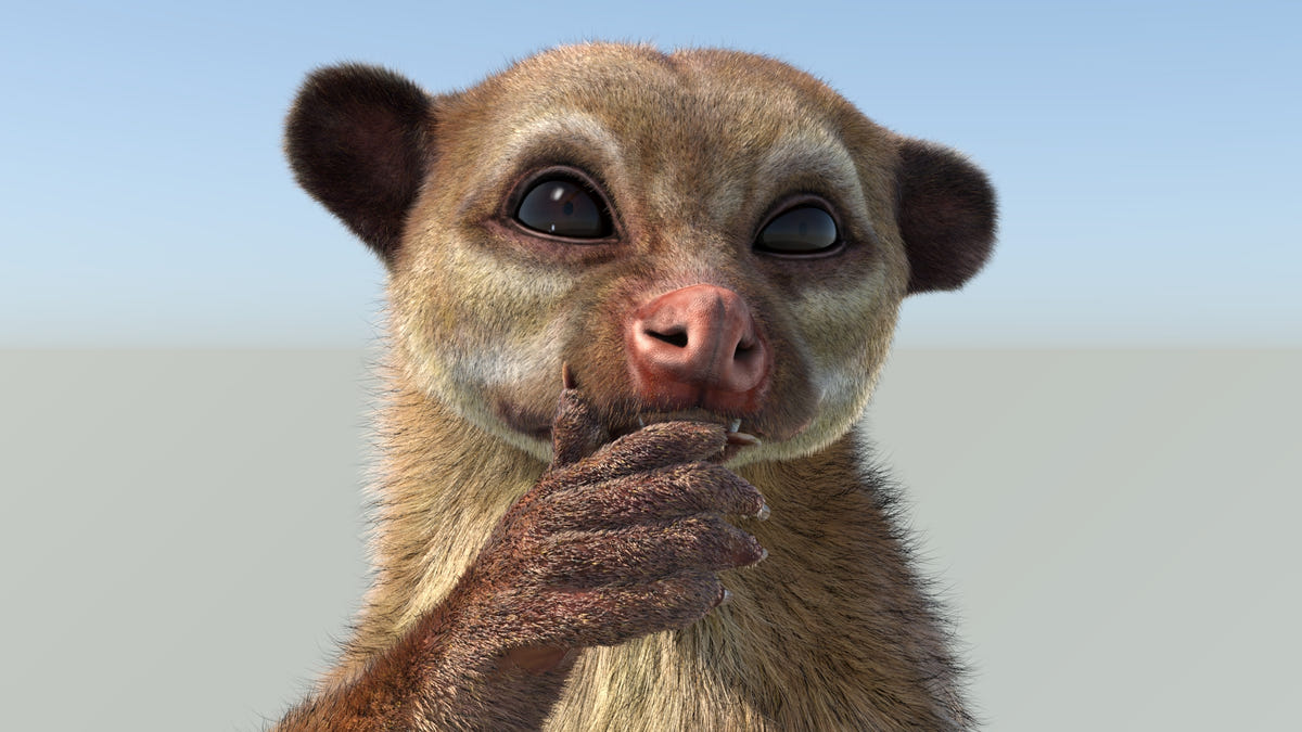 Animated Kinkajou 3D Model - Hair and Fur | Advanced - 360 Degree View