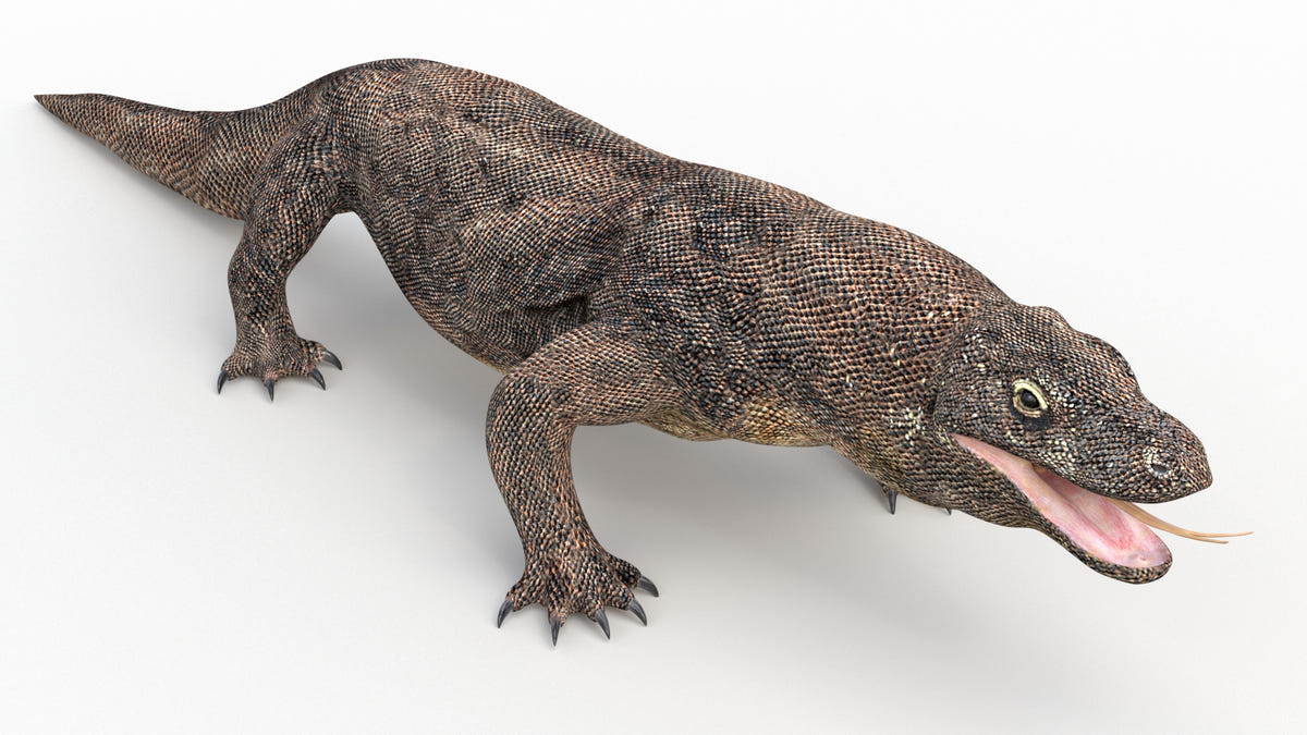 Realistic Komodo Dragon 3D Model for Download