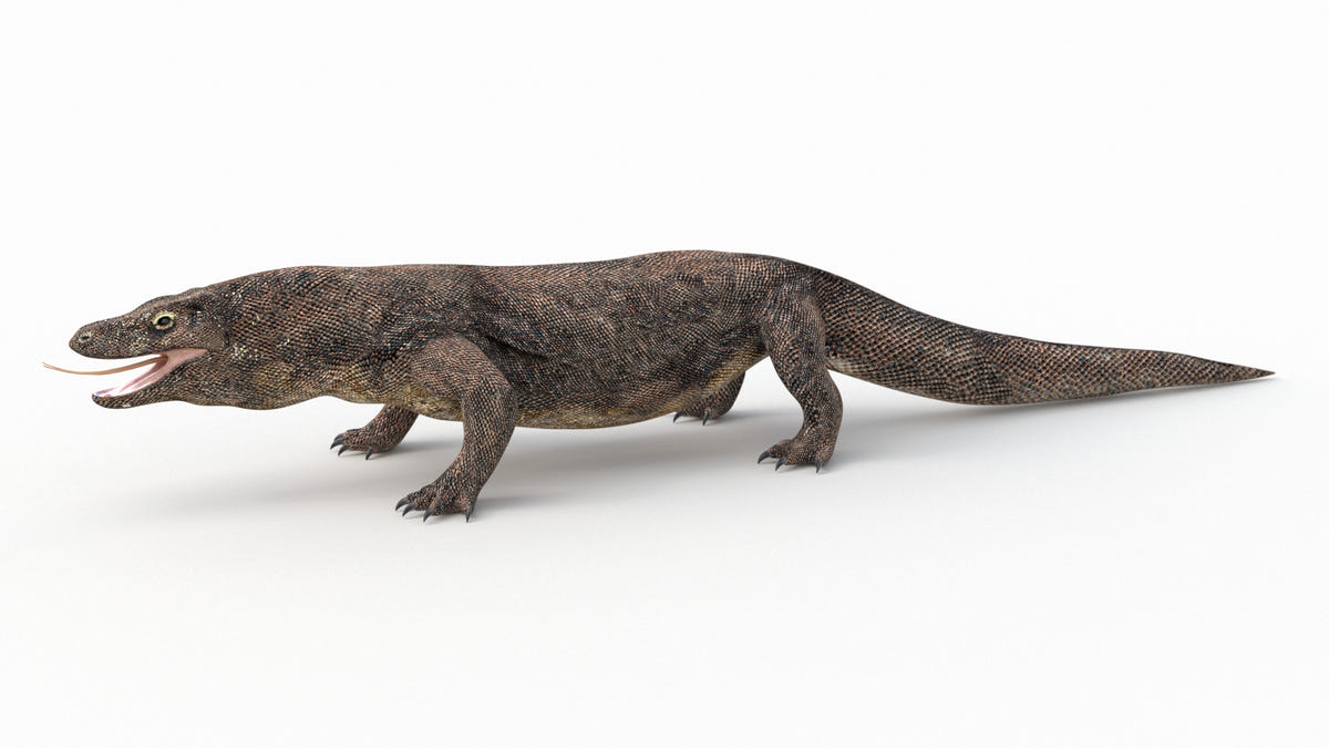 Realistic Komodo Dragon 3D Model for Download
