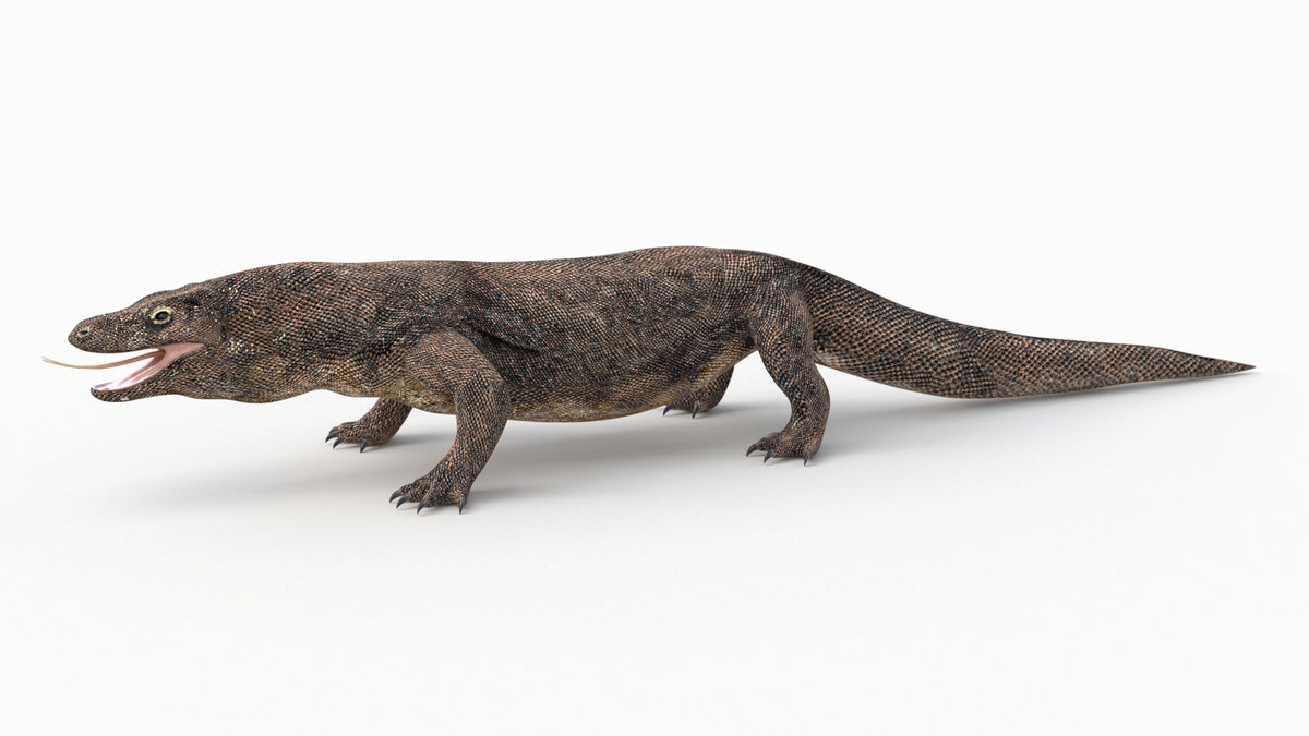Realistic Komodo Dragon 3D Model for Download
