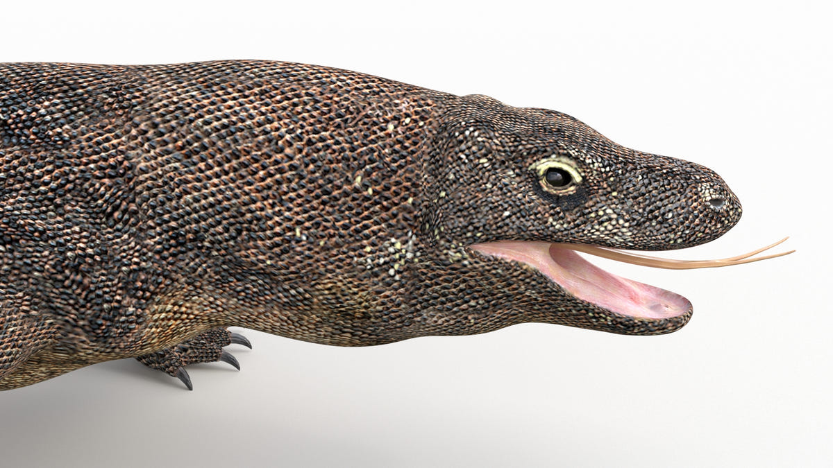 Realistic Komodo Dragon 3D Model for Download