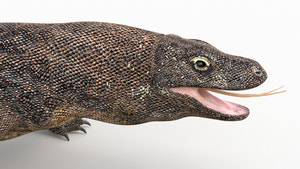 Realistic Komodo Dragon 3D Model for Download Thumbnail