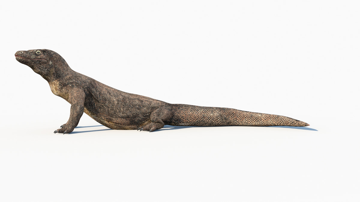Animated Komodo Dragon 3D Model - 360 Degree View