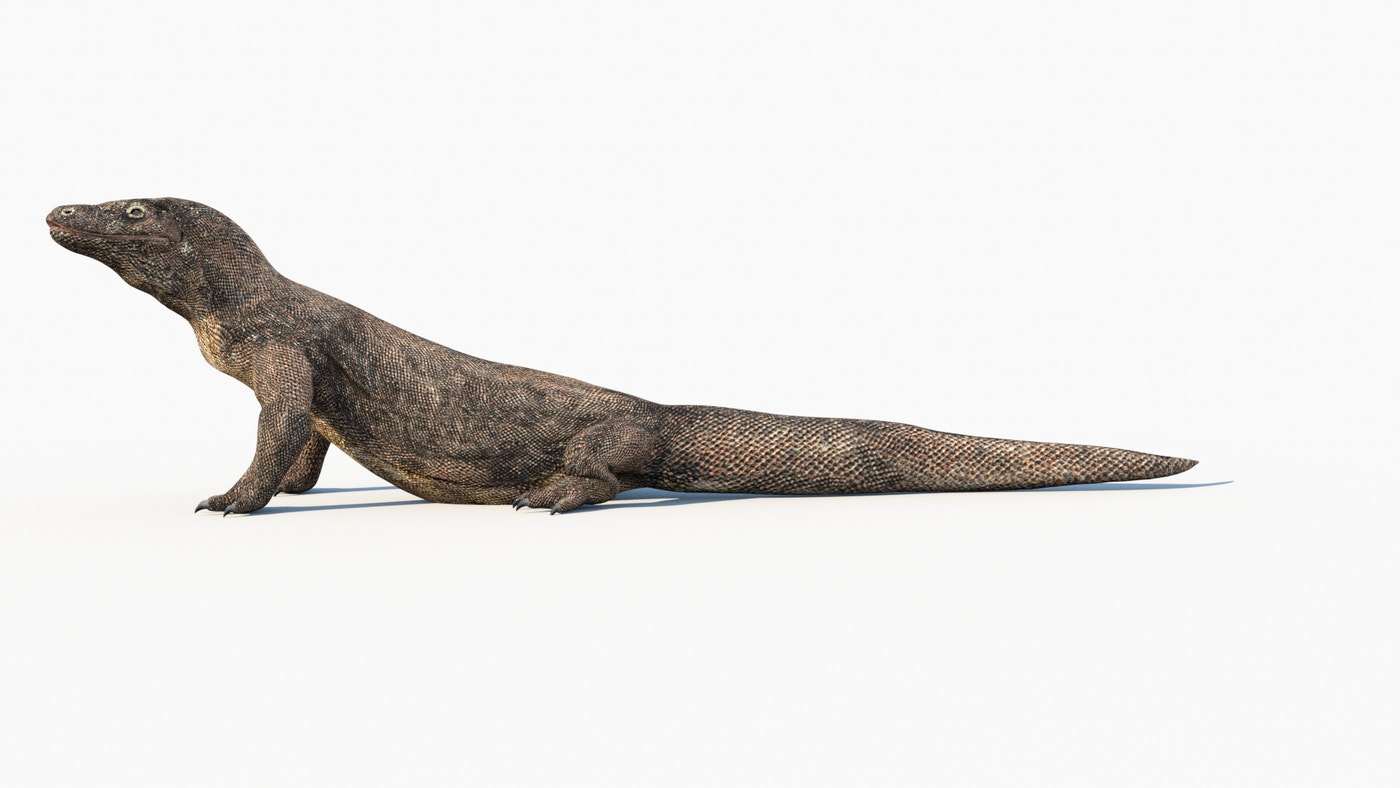 Animated Komodo Dragon 3D Model - 360 Degree View