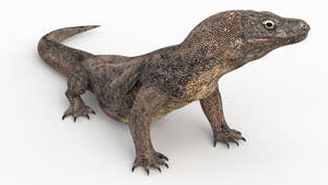 Animated Komodo Dragon 3D Model  Thumbnail