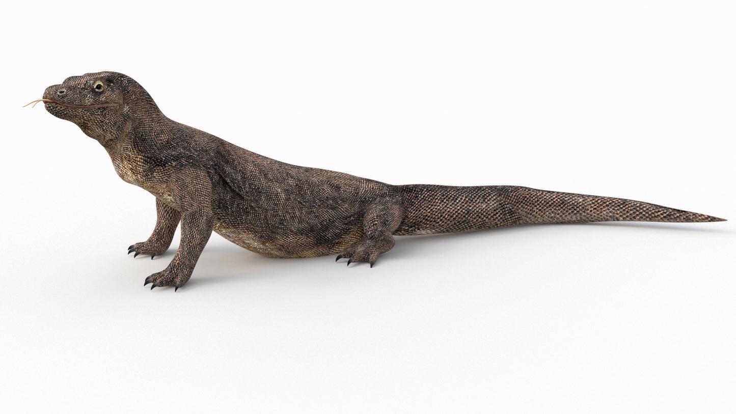 Animated Komodo Dragon 3D Model
