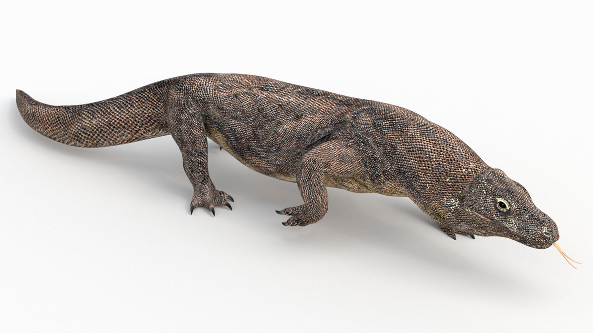 Animated Komodo Dragon 3D Model Walking