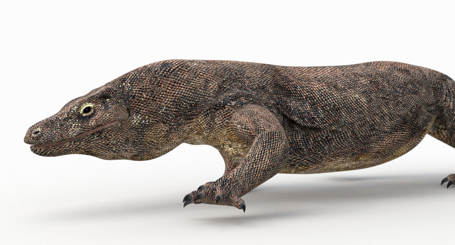 Animated Komodo Dragon 3D Model