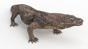 Rigged Komodo Dragon 3D Model for Download Thumbnail