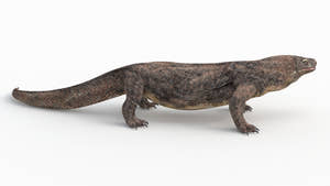 Rigged Komodo Dragon 3D Model for Download Thumbnail