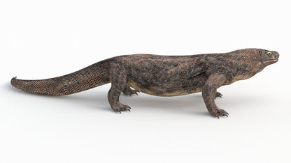 Komodo Dragon 3D Model Rigged