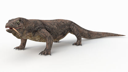 Komodo Dragon 3D Model Rigged
