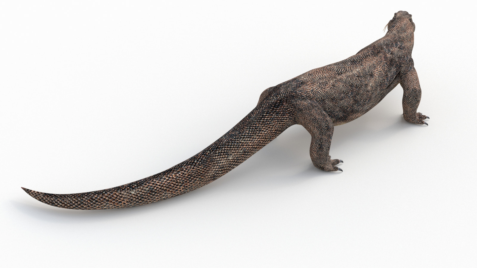 Rigged Komodo Dragon 3D Model for Download