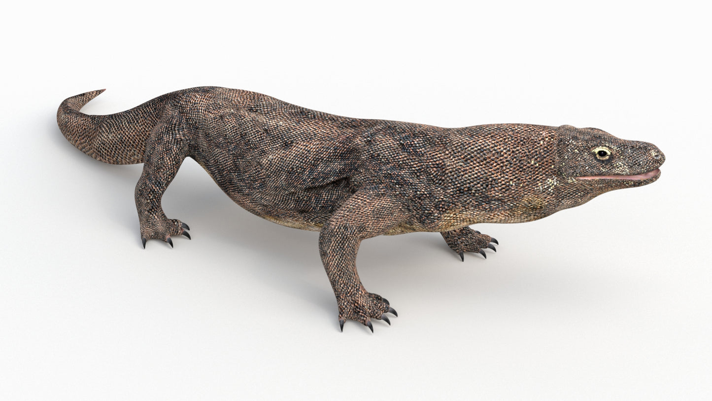 Komodo Dragon 3D Model Rigged