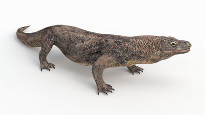 Komodo Dragon 3D Model Rigged