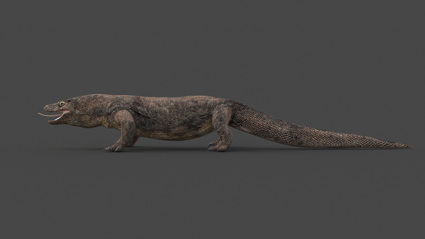 Komodo Dragon 3D Model - 360 Degree View