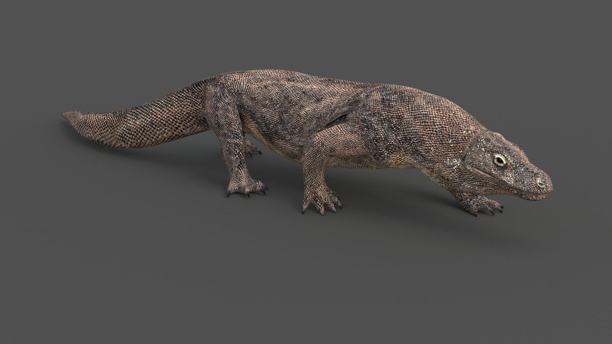 Animated Komodo Dragon 3D Model - Game-Ready - 360 Degree View