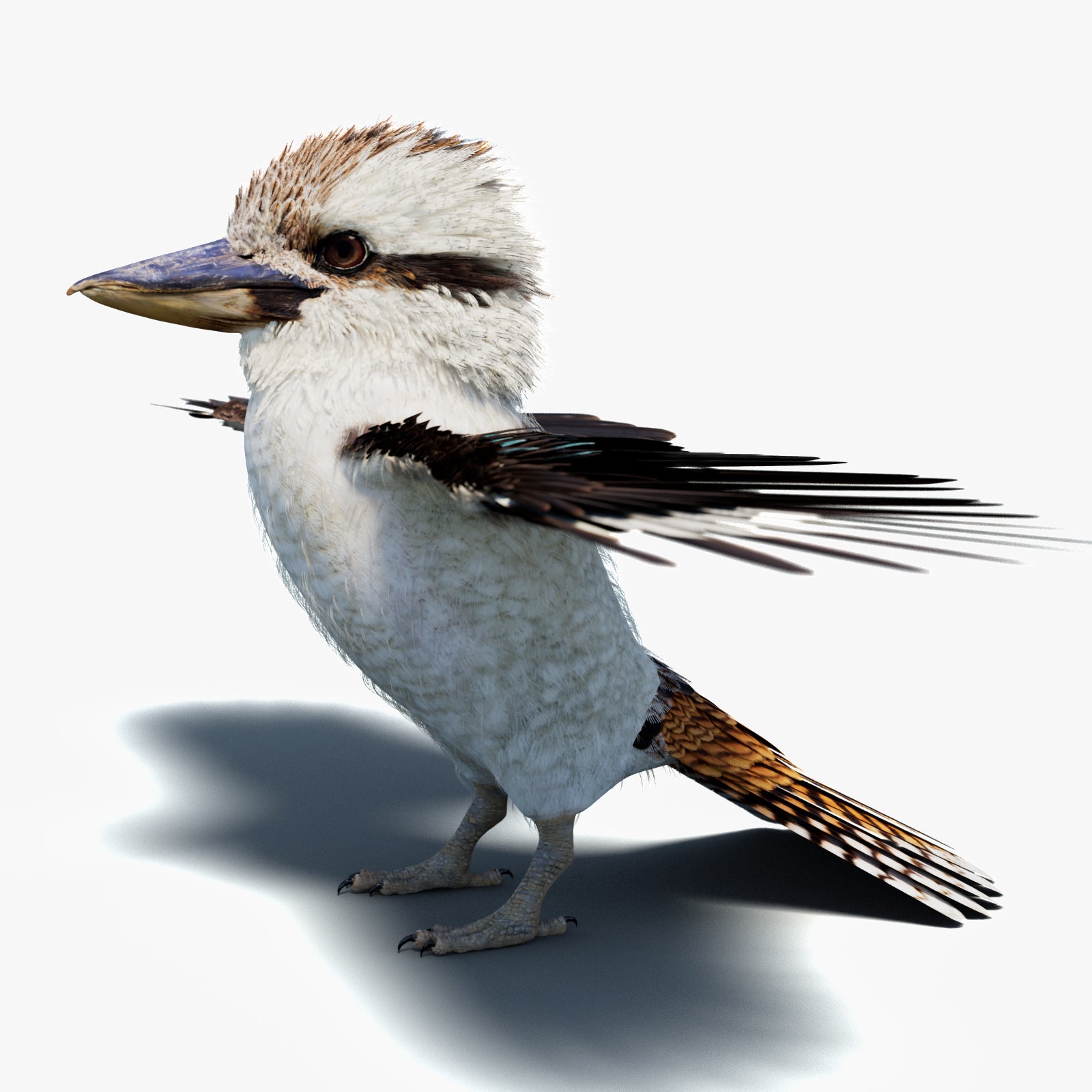 KOOKABURRA 追加画像 Laughing Kookaburra Fur 3D Model – Photoreal PBR (Multi-Format