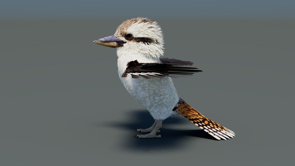 Game-Ready Kookaburra 3D Model - 360 Degree View