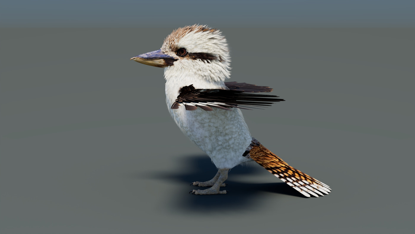 Rigged Kookaburra 3D Model - 360 Degree View