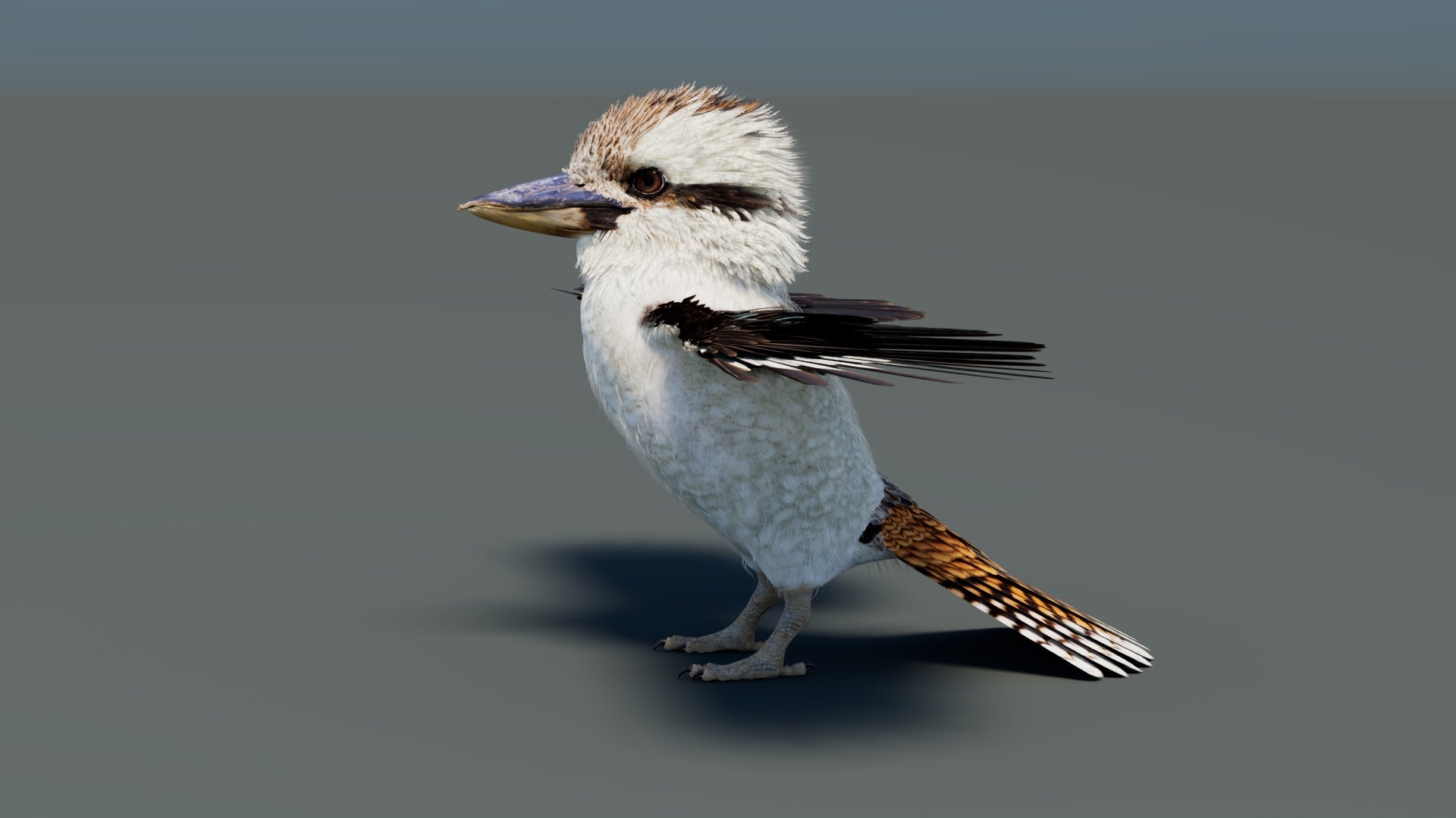 Laughing Kookaburra Fur 3D Model – Photoreal PBR (Multi-Format