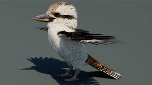 Kookaburra 3D Model Thumbnail