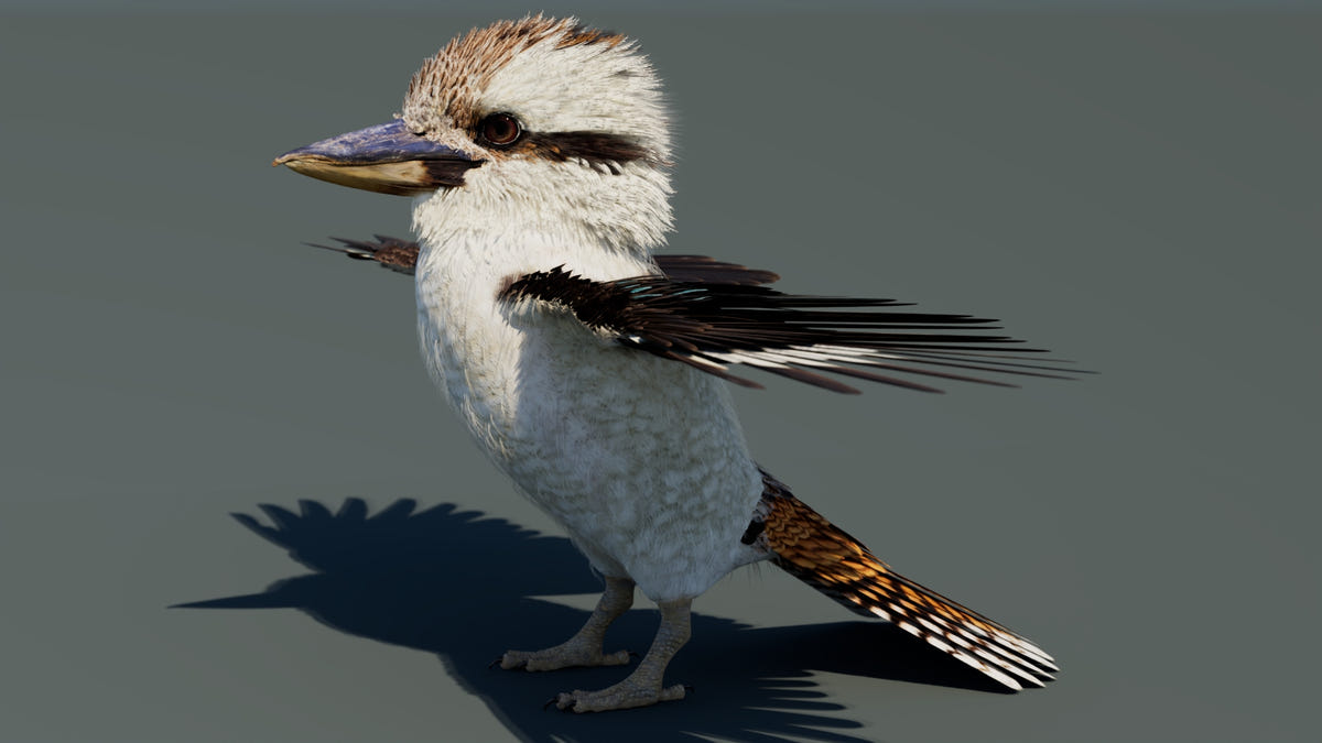 Laughing Kookaburra 3D Model for Download