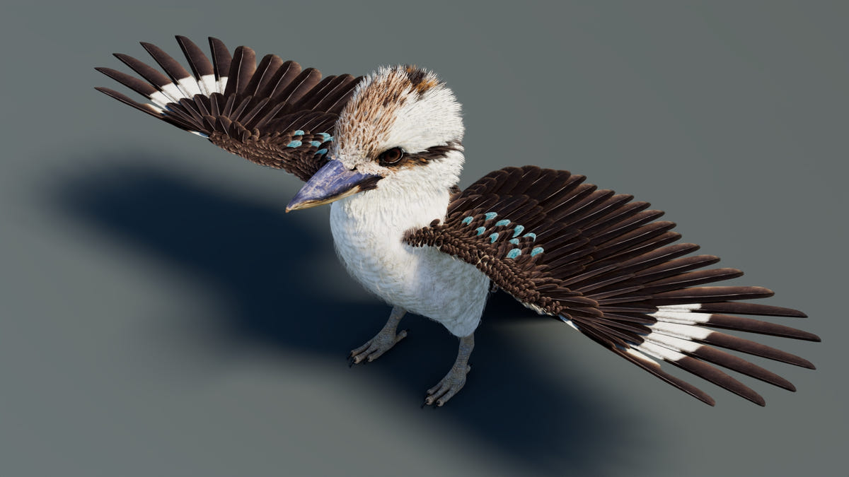 A kookaburra bird with wings spread, shown against a plain dark gray background. The bird has a white body, brown and black markings on its head and wings, and small blue accents on the wing feathers.