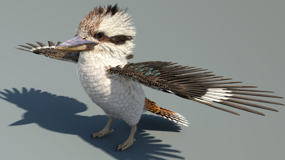 A 3D digital render of a kookaburra bird with wings spread, standing on a gray background with a sharp shadow.