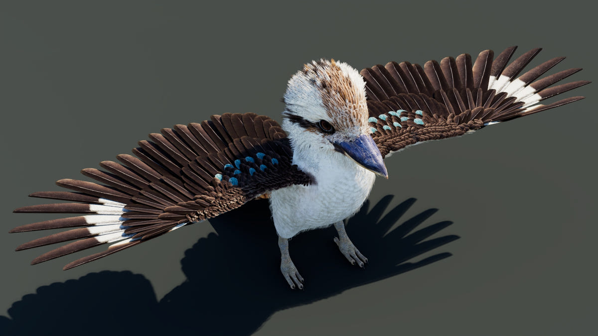 A kookaburra bird with spread wings, shown against a dark gray background with a strong shadow underneath.