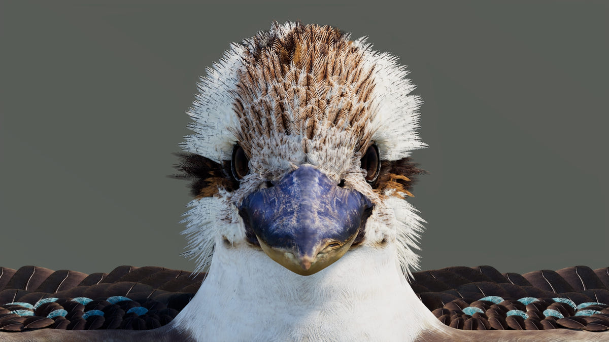 A close-up portrait of a 3D kookaburra bird, showing its distinctive blue beak, white and brown feathers, and dark eyes against a solid gray background.