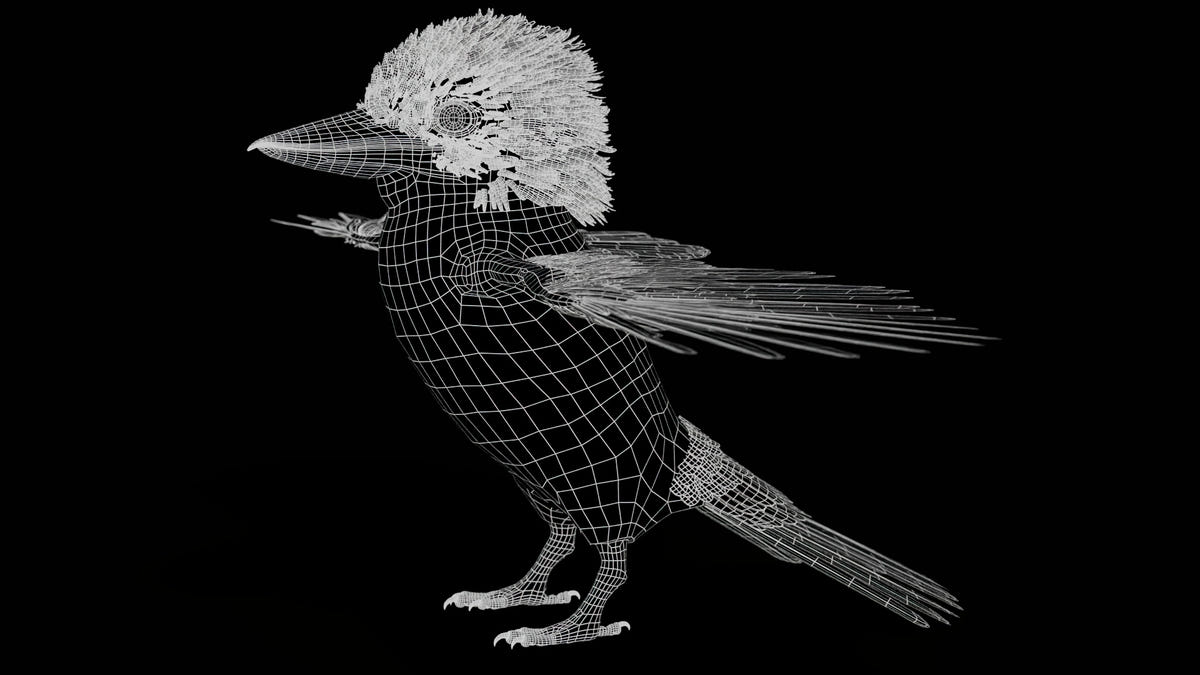 Kookaburra 3D Model Wireframe View 01