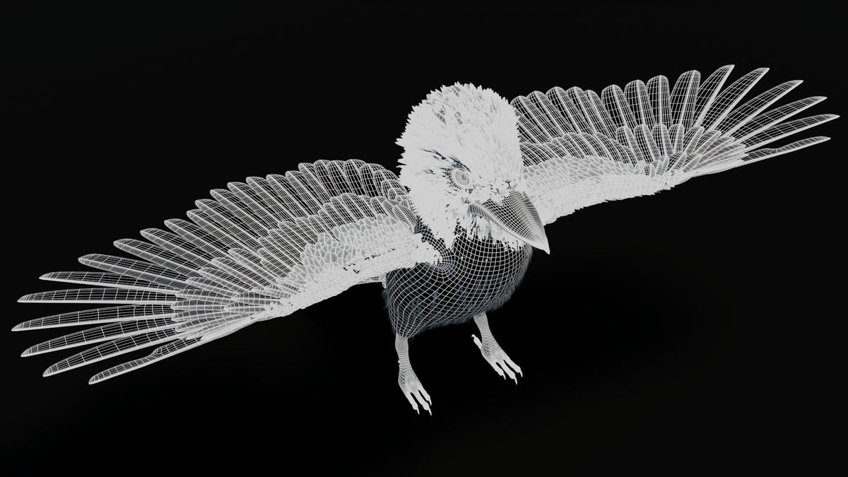 Kookaburra 3D Model Wireframe View 04