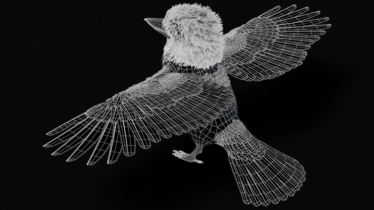 Kookaburra 3D Model Wireframe View 05
