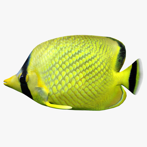 Latticed Butterfly Fish 3D Model