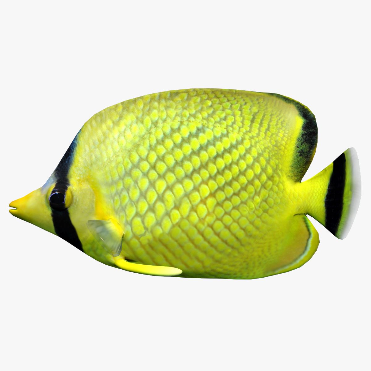 Latticed Butterfly Fish 3D Model