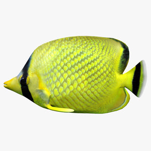 Latticed Butterfly Fish 3D Model Thumbnail