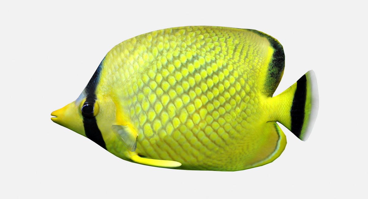 Yellow butterfly fish 3D model with black patterns on a white background