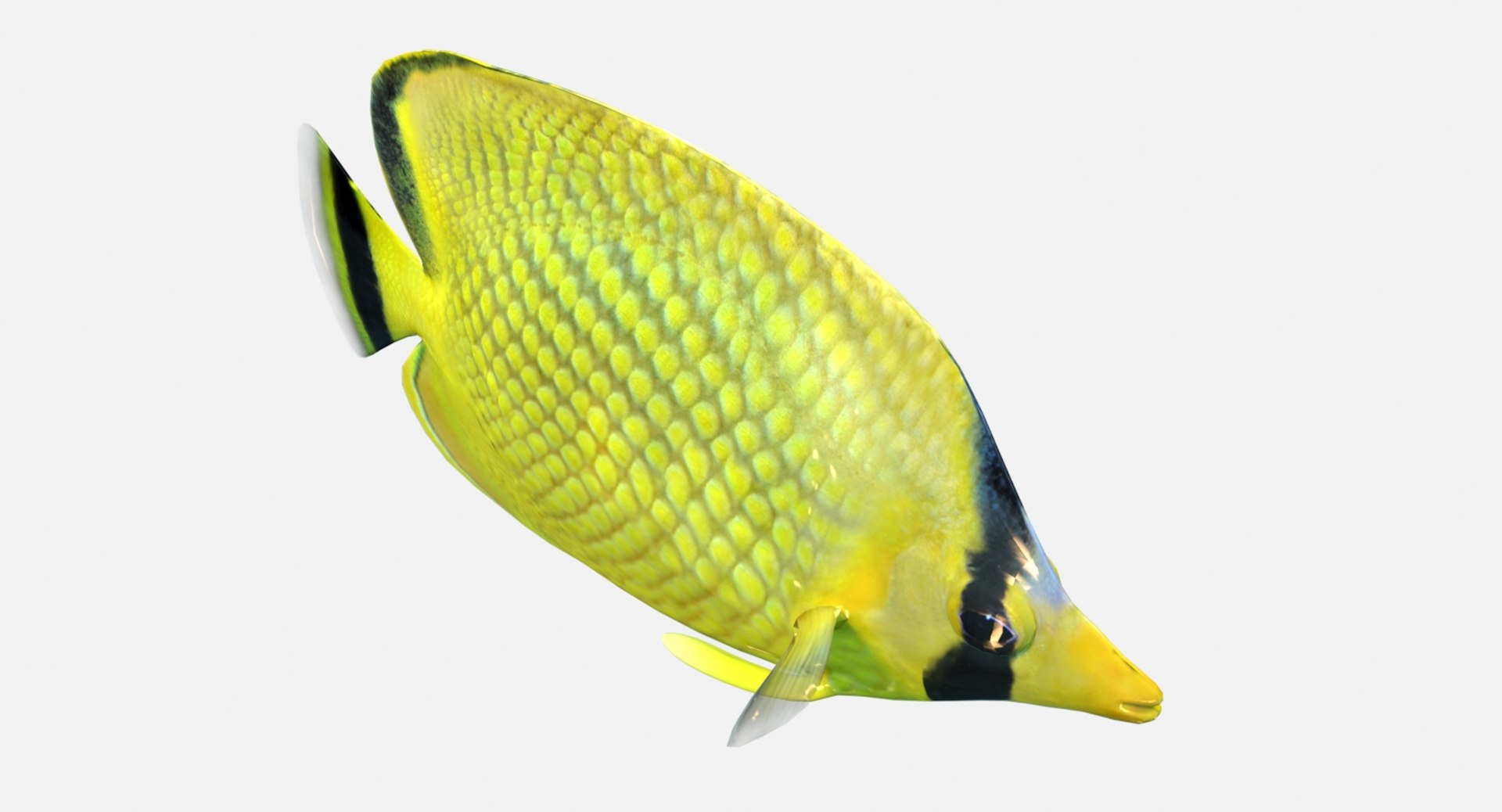Latticed Butterfly Fish 3D Model