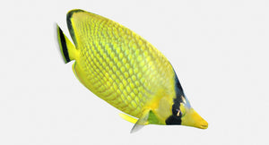 Latticed Butterfly Fish 3D Model Thumbnail