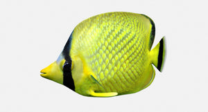 Latticed Butterfly Fish 3D Model for download Thumbnail