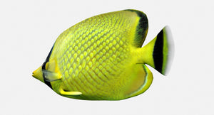 Realistic Latticed Butterfly Fish 3D Model for Game Thumbnail