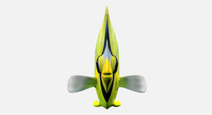 Latticed Butterfly Fish 3D Model