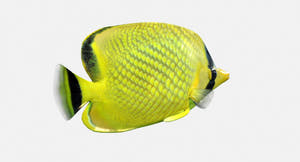 Latticed Butterfly Fish 3D Model Thumbnail