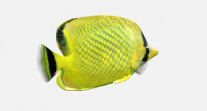 Latticed Butterfly Fish 3D Model Thumbnail