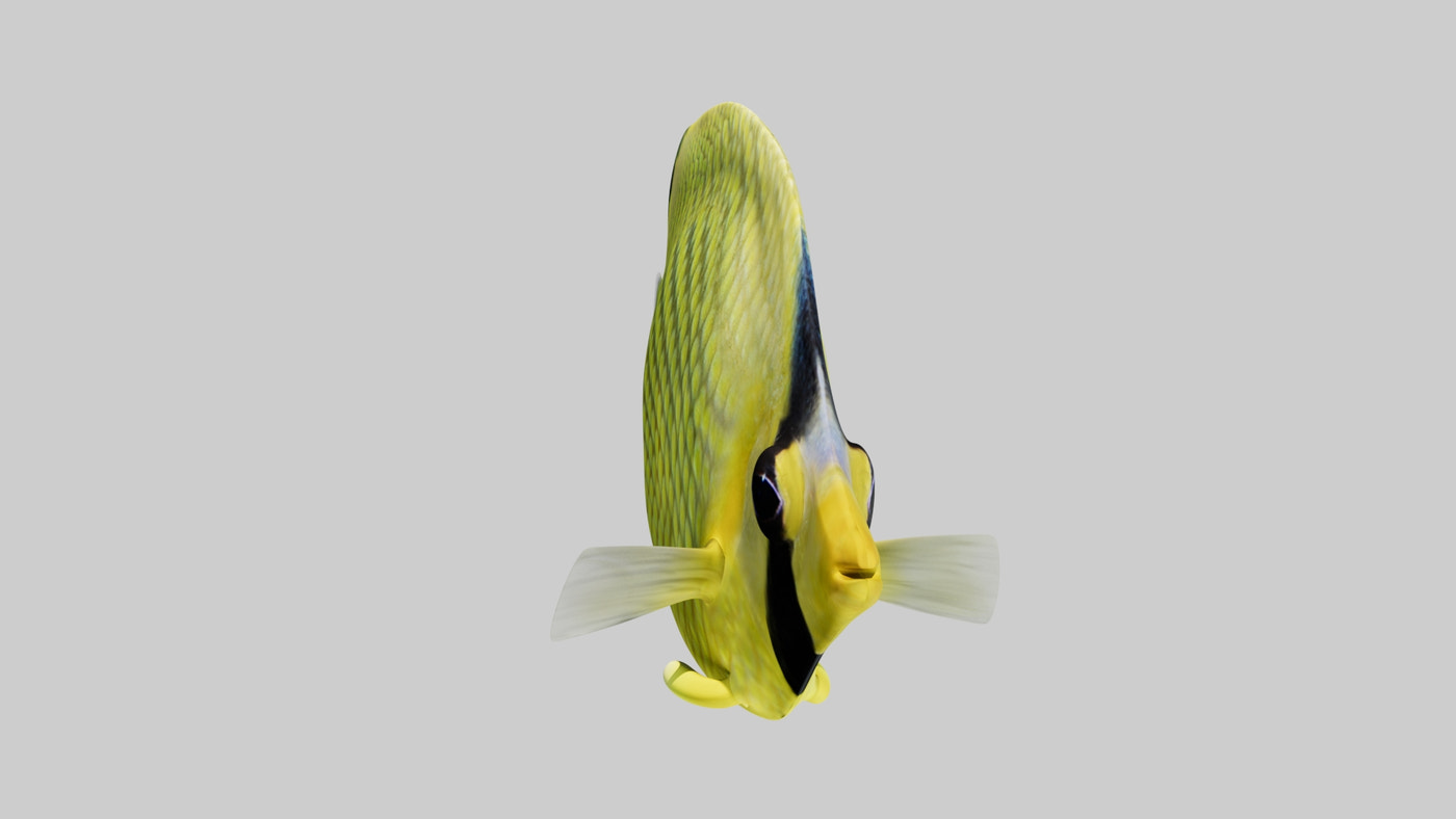 Latticed Butterfly Fish 3D Model - 360 Degree View